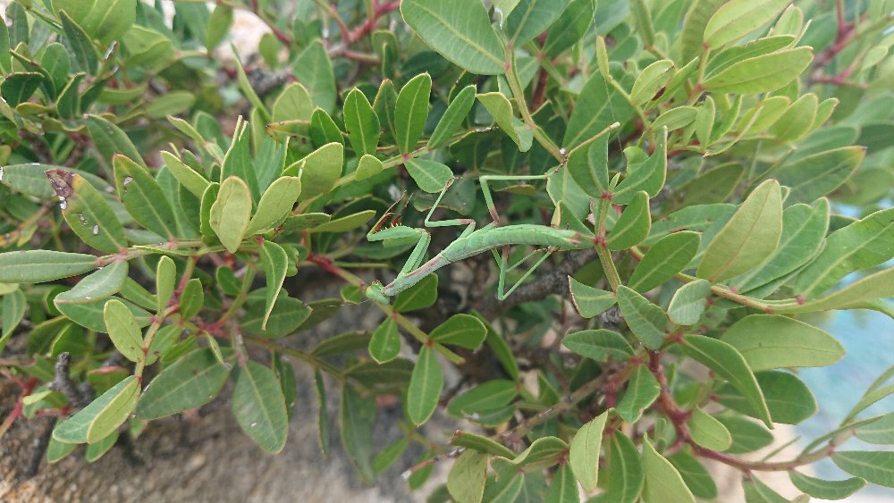 DSC_1106.JPG