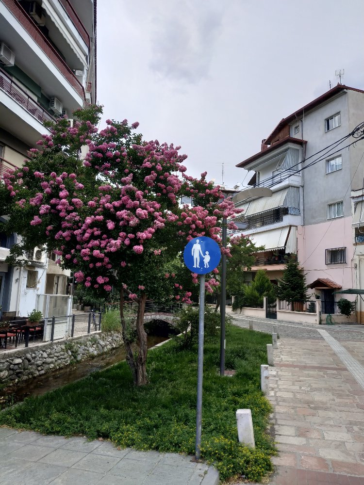 IMG_20180723_145259.jpg