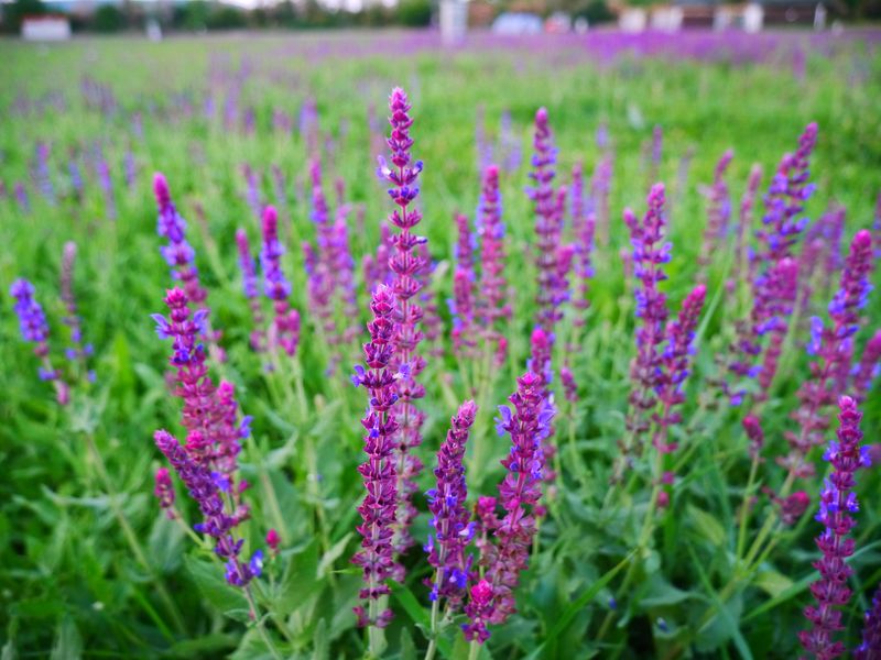 P1000810.JPG