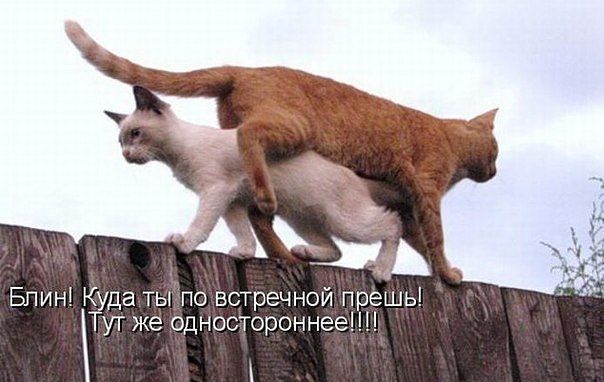 2 кота.jpg