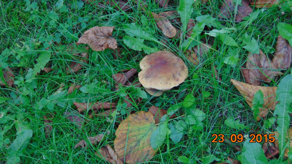 DSC00811.JPG