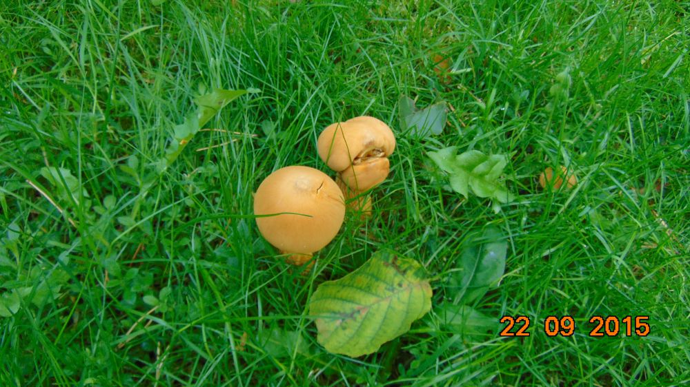 DSC00743.JPG
