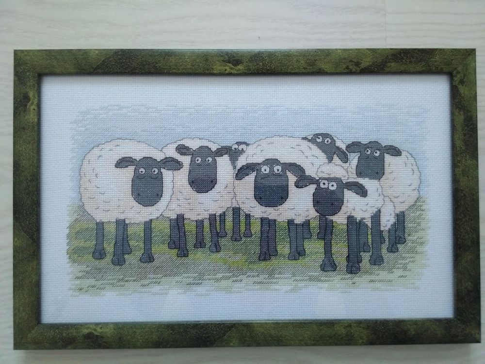 sheep.jpg