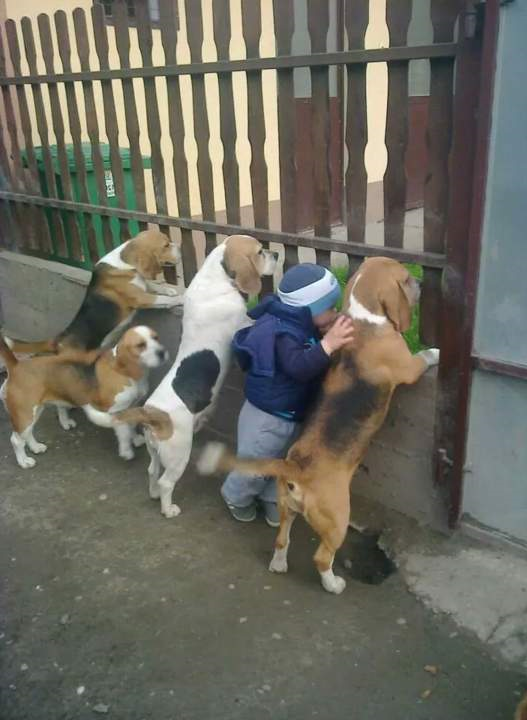 дворовая команда