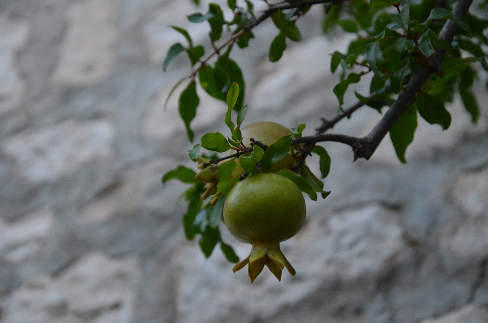 DSC_0036.JPG
