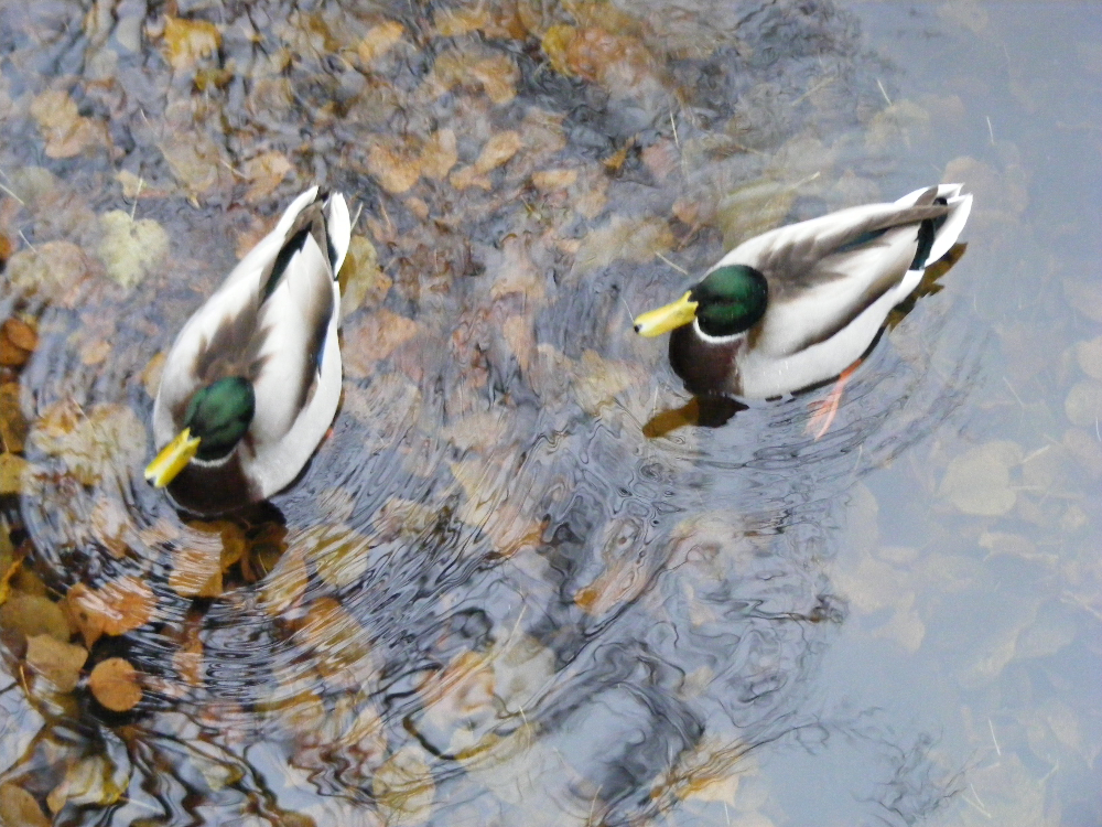 DSCF0731.JPG