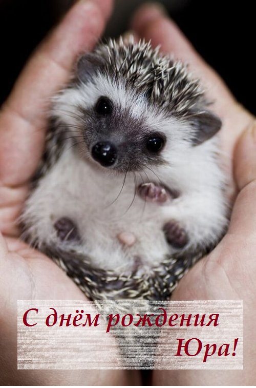 Ёжик.jpg