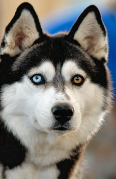 siberian-husky.jpg